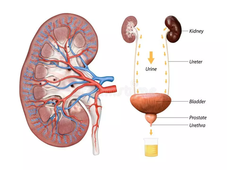 Understanding the role of the kidneys in bed-wetting