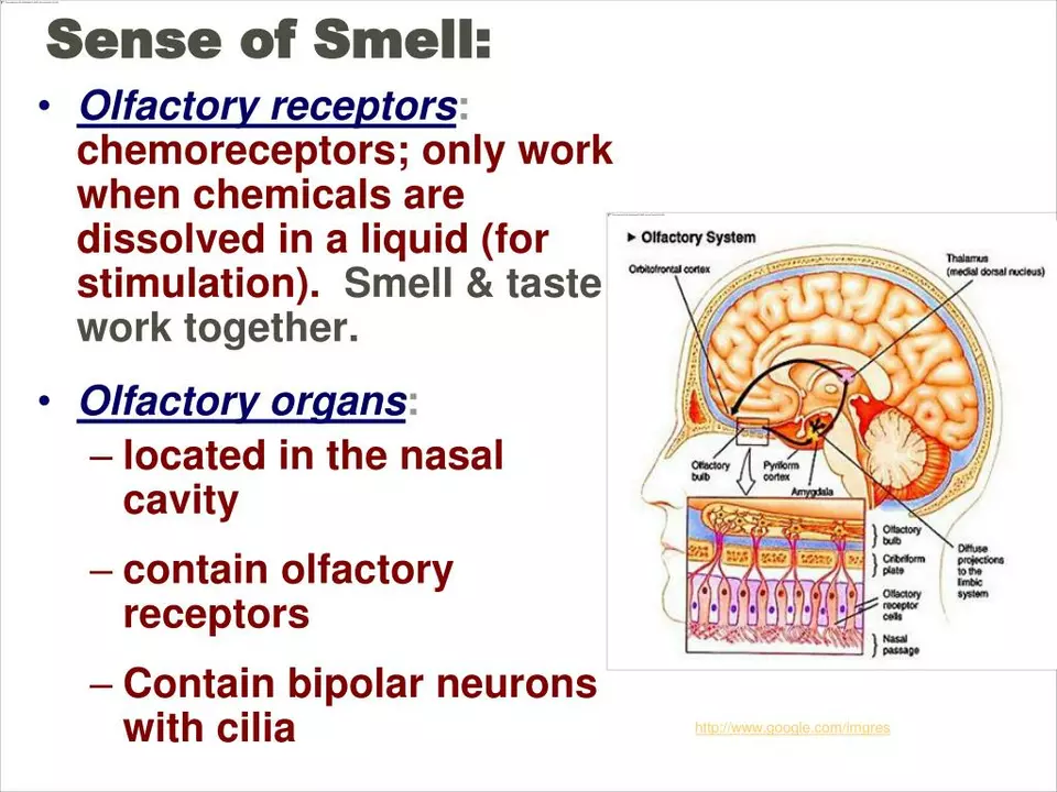 Sneezing and your sense of smell: what's the connection?