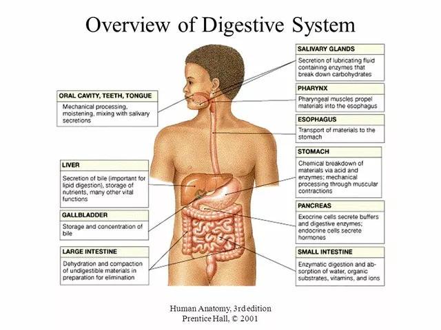 Shingles and Your Digestive System: How the Virus Affects Your Gut